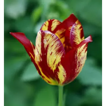 Stylist Tulip  Flower